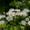 oakleaf hydrangea planting