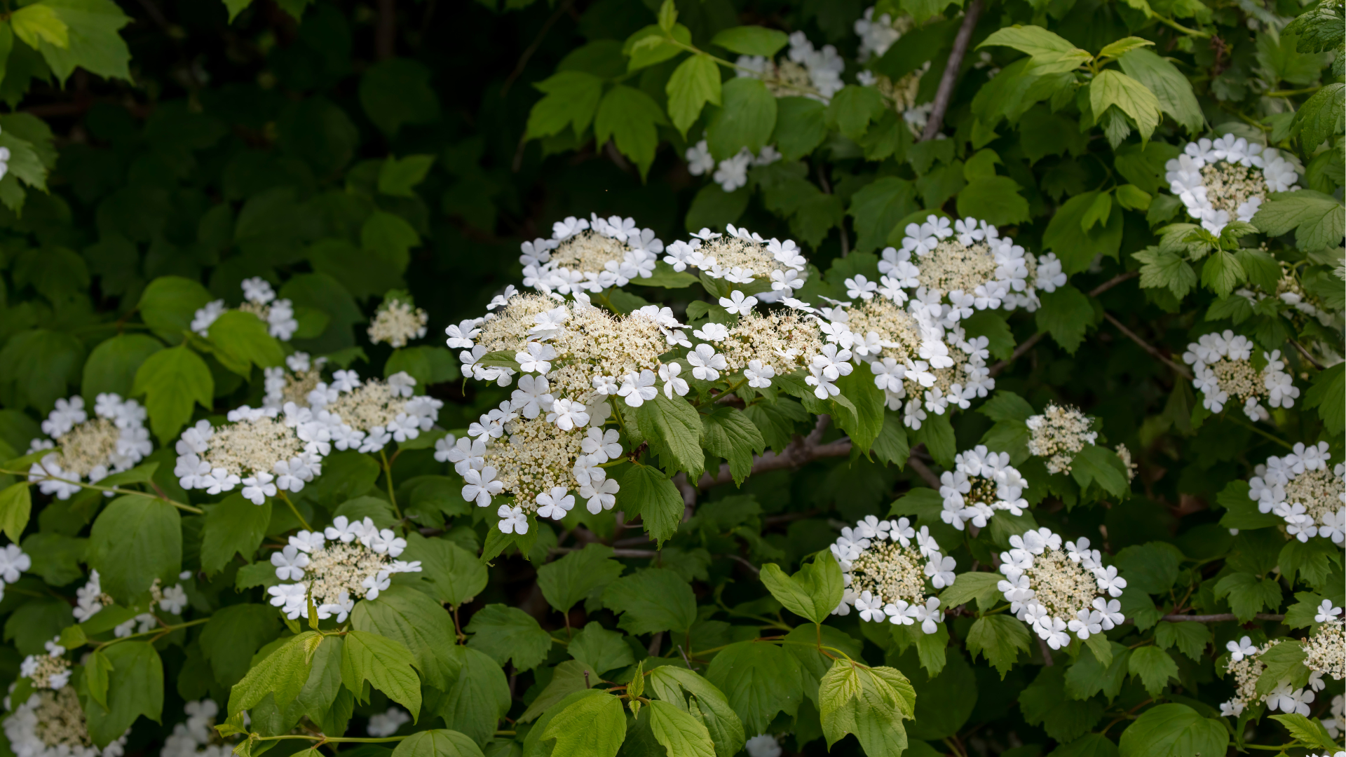 oakleaf hydrangea planting